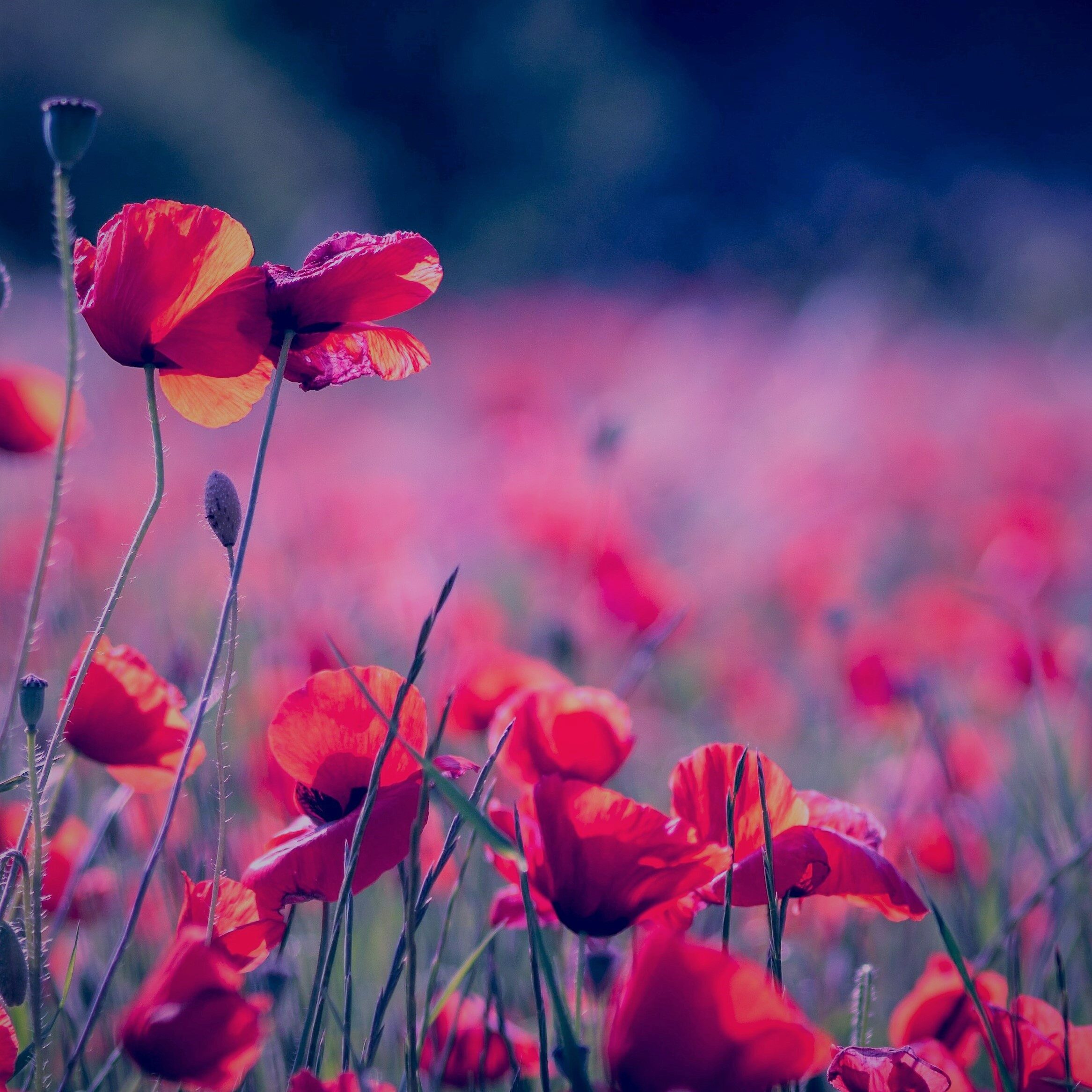 poppy flowers cuadrado tono azul